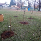 Ovocné stromy a keře ve školní zahradě