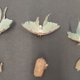 Actias luna - pozorování vývoje motýla